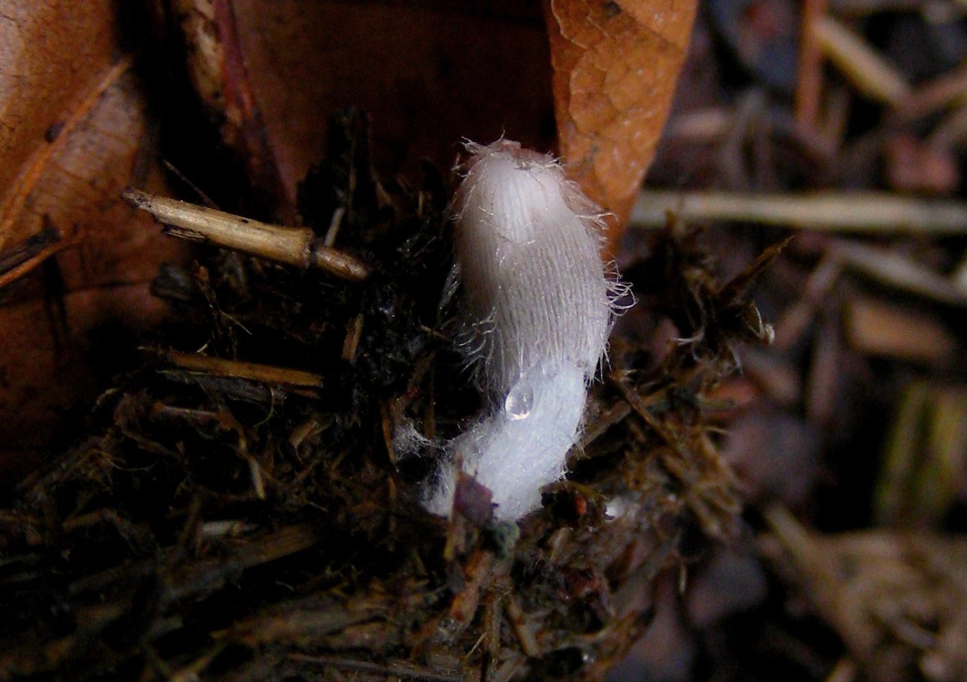Coprino pelosetto (cfr. Coprinopsis macrocephala/stercorea)